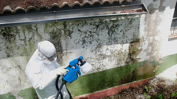Trusted Attic Mold Removal service in Bayville, NY - Cheap Mold Removal